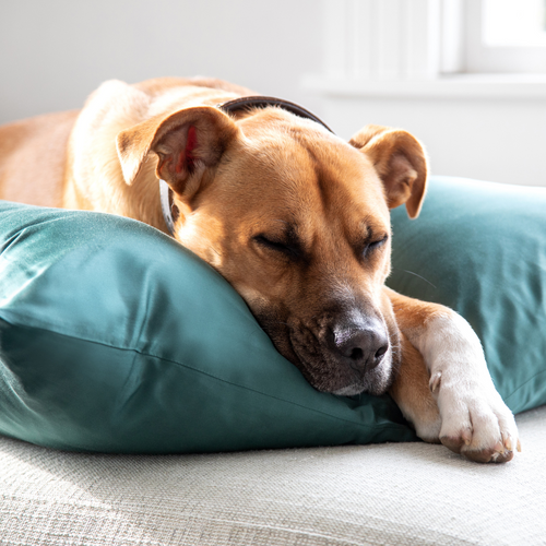 Single Forest Green Pillowslip